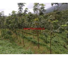 60 Acre Rubber Plantation for sale near Sawantwadi - Sindhudurg