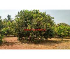 2 acres well maintained mango farm for sale at Uttangarai in krishnagiri