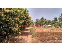 2 acres well maintained mango farm for sale at Uttangarai in krishnagiri