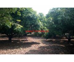 11 Acre Well maintained Mango Plantaton land for sale at Chintamani