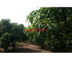 11 Acre Well maintained Mango Plantaton land for sale at Chintamani