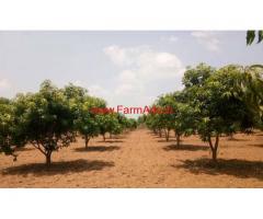 4 acres Mango Farm for sale at KV Palli Mandal - Chitoor