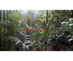 1.5 Acres Well Maintained Coffee and Areca Plantation For Sale