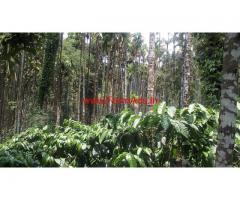 6 Acre Well Maintained Coffee Estate For Sale, 25Km From Kalasa-Balehonnur