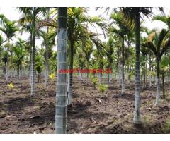 27 Gunta arecanut plantation for sale in Chikkamgaluru