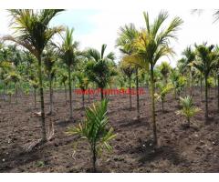 27 Gunta arecanut plantation for sale in Chikkamgaluru