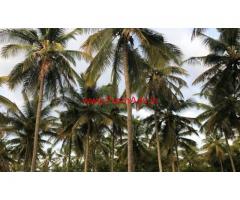 3.07 Acre Coconut Farm for sale Chennarayanapatna to Holenarsipura Rd