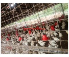 1.75 Acre farm land chicken Farm for sale in ernakulam mulanthuruthy