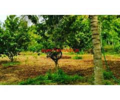 11.5 Acres Well Developed Farm Land for sale at basavapatna