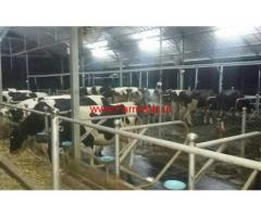 Hi-Tech Diary Farm with 2 Acres Land for sale at Chittur - Palakkad