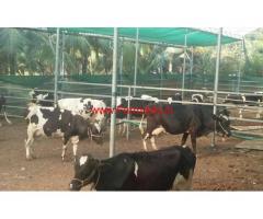 Hi-Tech Diary Farm with 2 Acres Land for sale at Chittur - Palakkad