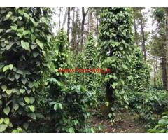 7 acre very well maintained plantation for sale in Mudigere