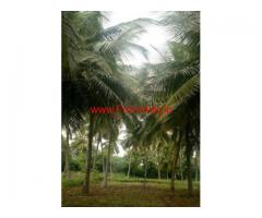 3 acres coconut farm agriculture land for sale at Nanjangud