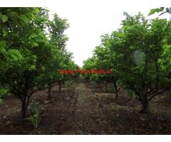 3 Acres well developed agricultural land on lease near Wagholi