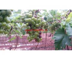 1.67 Acre Grape Farm with Farm House for sale at Vadipatti
