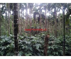 7 Acre Well Mainatained Robasta Coffee Estate For Sale In Mudigere Taluk