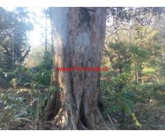 123 Acres Neglected Coffee Estate For Sale at Mudigere In Chikmagalur