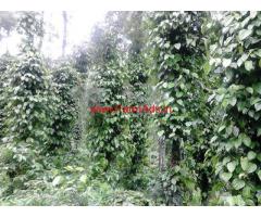 140 acres coffee estate for sale in Sakleshpur , karnataka
