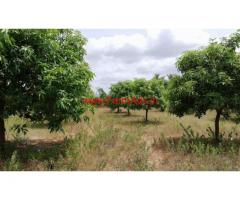 5.5 Acres mango garden for sale at yerravaripalem Mandal, in Chitoor