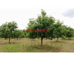 5.5 Acres mango garden for sale at yerravaripalem Mandal, in Chitoor