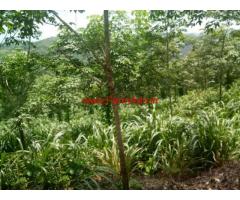 10 acres Farm land with Dairy farm for sale at Mananthavady