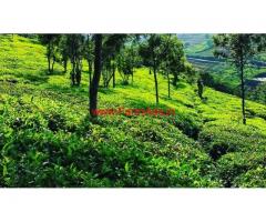 125 Cents Tea Estate for sale, 6.5 KMS from Ooty