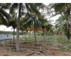 8 Acres well maintained Coconut Farm for sale Udumalaipettai