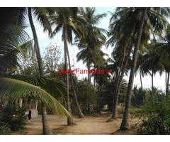 1.30 Acres Coconut Farmland for sale at Periyanaickenpalayam