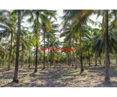 44 acre coconut plantation for sale in channrayapatna, Hassan.