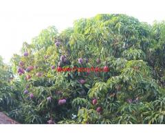 12 Acre Farm land for sale near Belur, 10 KMS from City