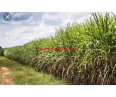 9 acres fertile agriculture land for sale in Muddhebihal