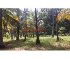 7 acres coconut farm land for sale in Rajapalayam