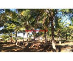 1.10 acres coconut farm land for sale near Jallipatti, 5 kms from Palladam