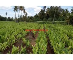 3 Acres 33 gunta farm land for sale at Taraknambi, 12 KMS from Gundlupete
