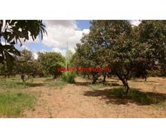 38 acre Mango Farm Groove is available for sale in KV Palli mandal