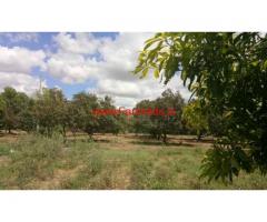38 acre Mango Farm Groove is available for sale in KV Palli mandal