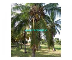 12 Acres Coconut farm for sale in Nagamangala - Mandya