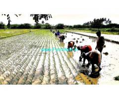 16 Acres Agriculture Land for sale near Tenkasi