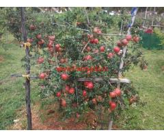 1 Acre Pomegranate Farm Land for sale in Chitradurga
