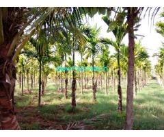 9.07 Acres Well Maintained farm for sale at Kodihalli, Hiriyur