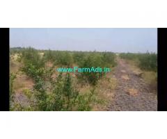 TB Canal attached 5 Acres Pomegranate Farmland for Sale near Bellary