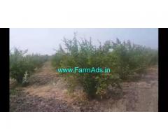 TB Canal attached 5 Acres Pomegranate Farmland for Sale near Bellary