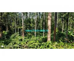 2.28 Acres Well maintained Coffee Estate for Sale in Chikmagalur