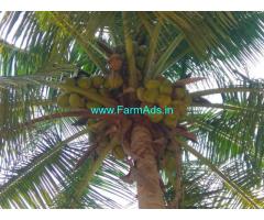 11 Acres Coconut Farm for Sale near Madurai