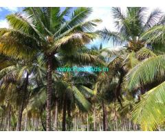 11 Acres Coconut Farm for Sale near Madurai
