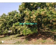 5 Acres Mango Farm Land for Sale at Perikapally