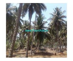 2 Acres Coconut Farm for Sale near Periyapatti,Amaravathi Dam