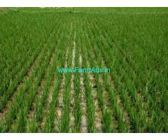 98 Cents Agriculture Land for Sale near Bhimavaram