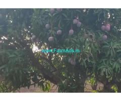2 acer and 15 guntas of mango grove at Kolar near srinivaspur