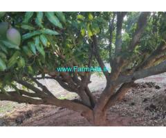2 acer and 15 guntas of mango grove at Kolar near srinivaspur